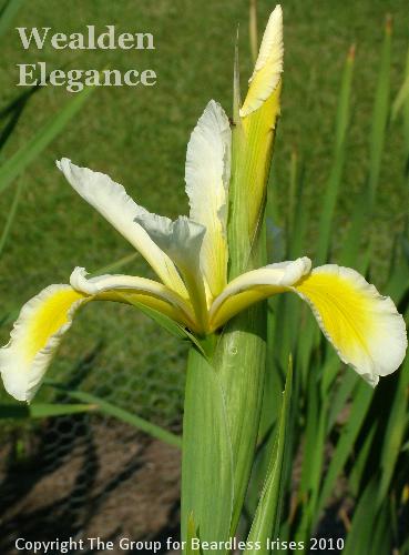 Wealden Elegance (1)